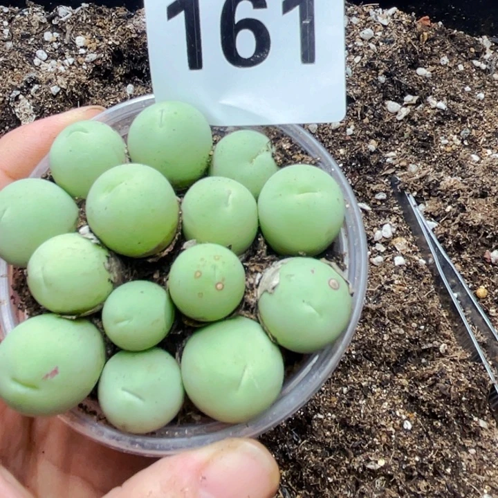 161鸽子蛋母本带盆