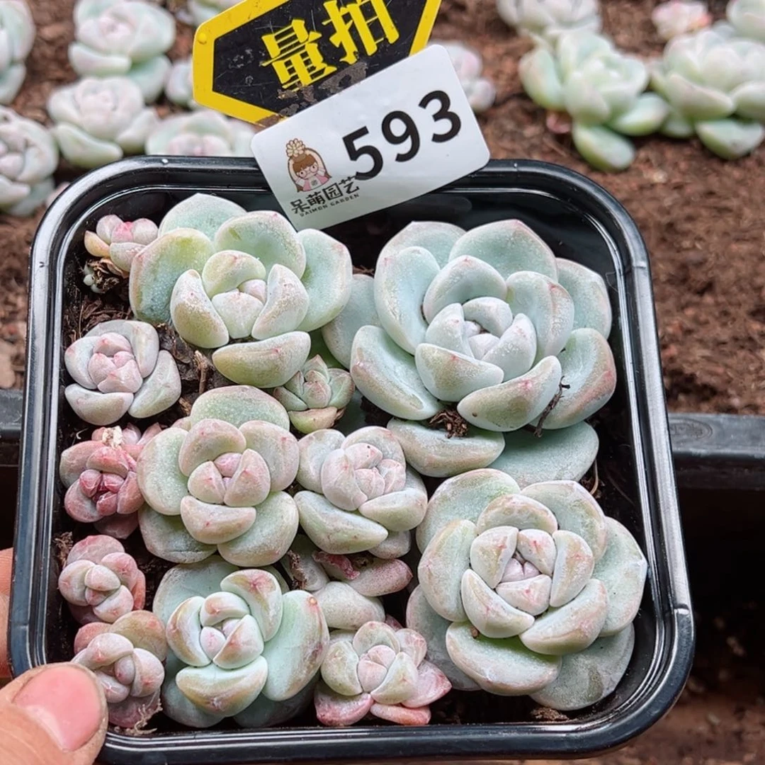 多肉植物多肉植物