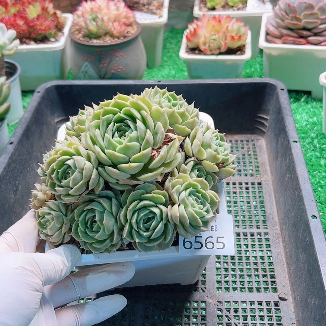 无花朵多肉一物＿柏6565