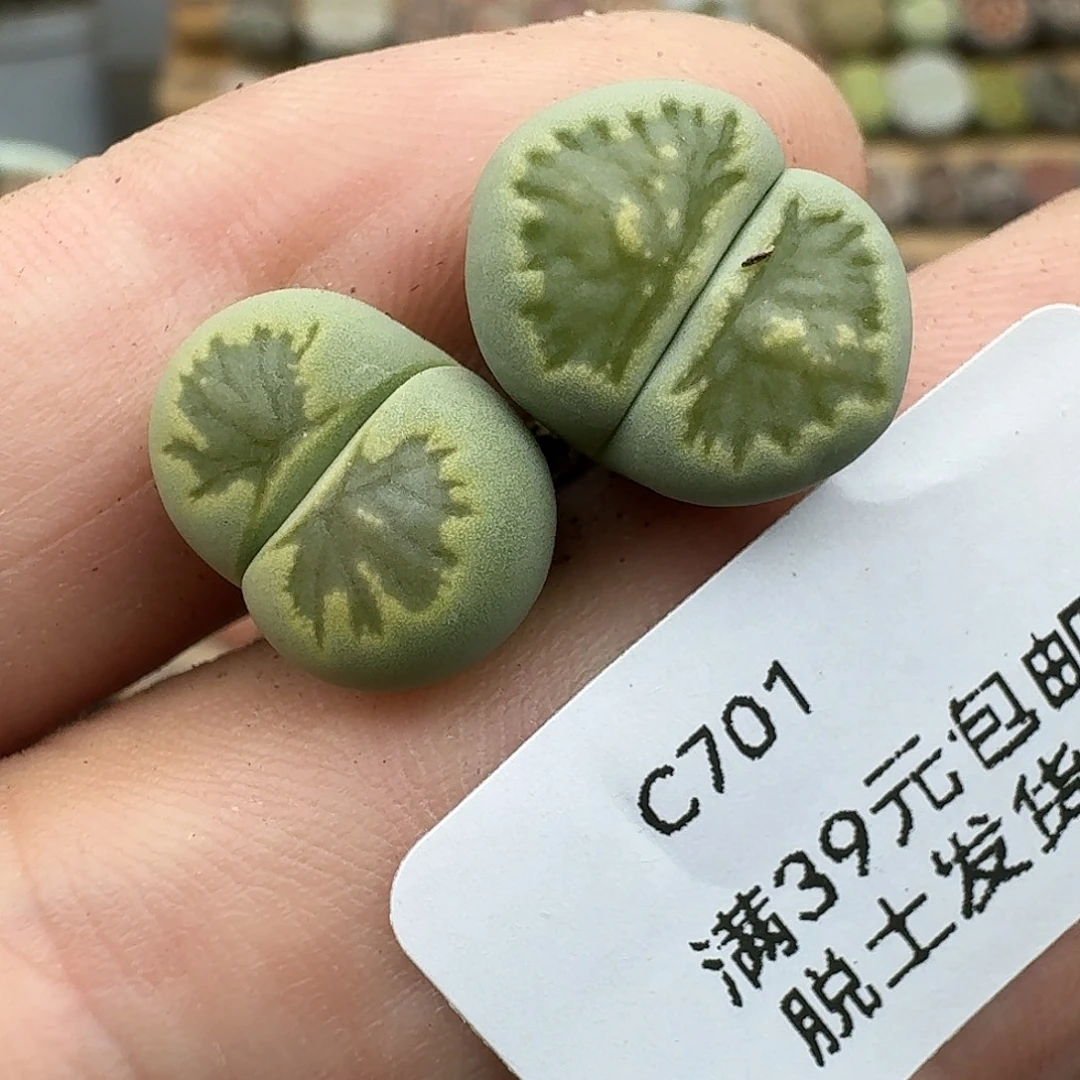 701多肉哈哈哈哈哈哈哈