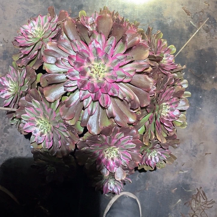 多肉植物奥黛丽585