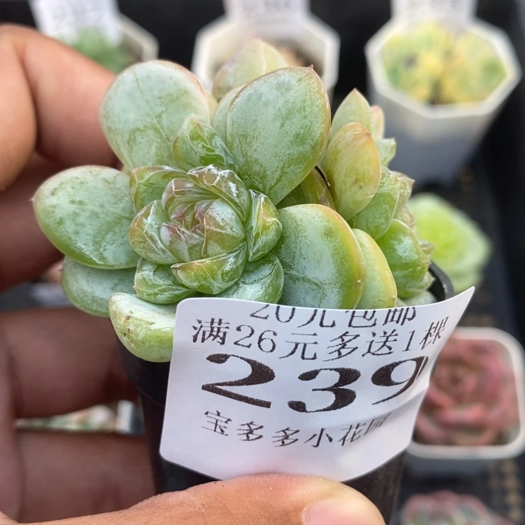 三头星星珍妮一物一拍满20包邮满26送一颗多肉