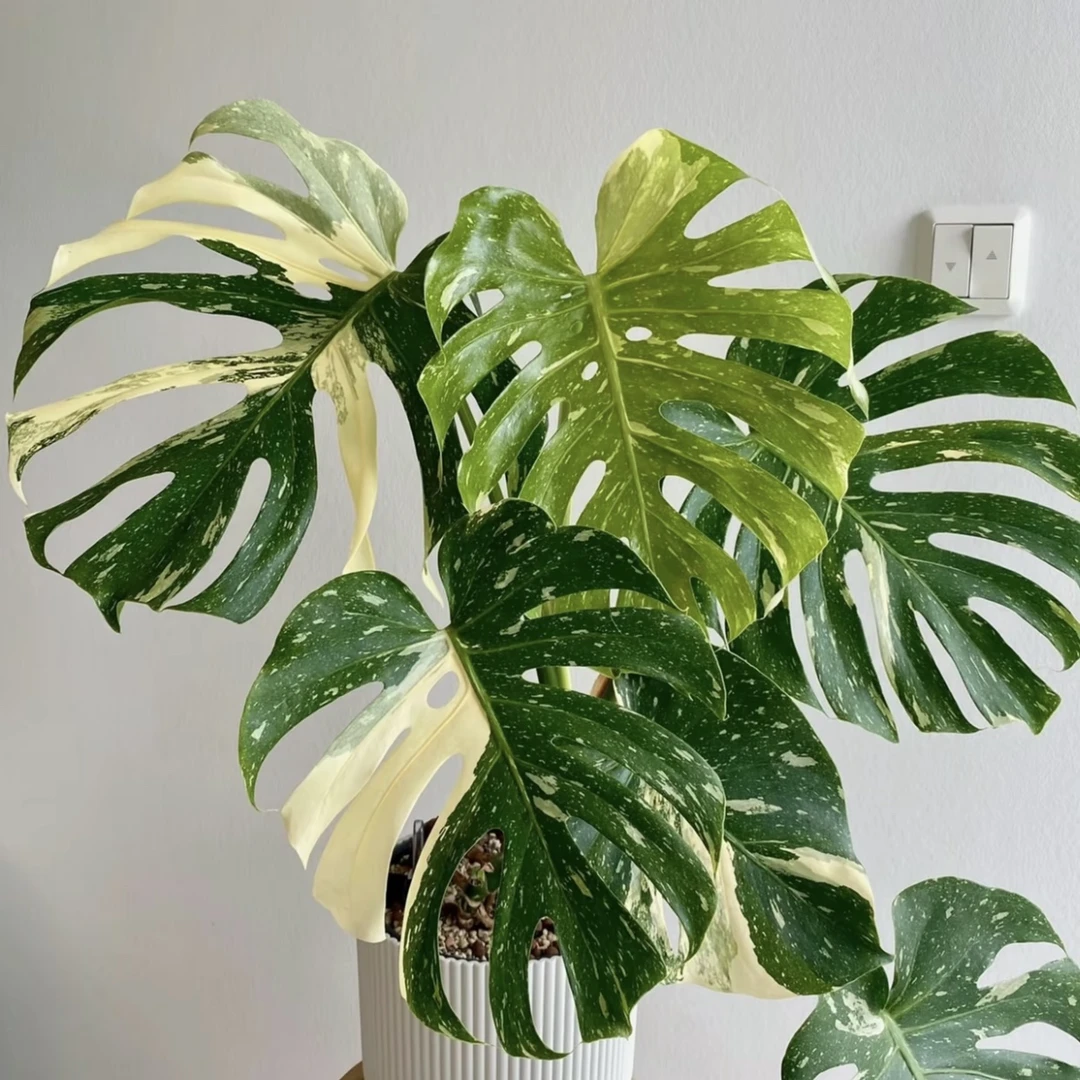 洒金龟背竹白锦龟背竹专拍链接｜不包锦化和轻微叶损 室内高档绿植