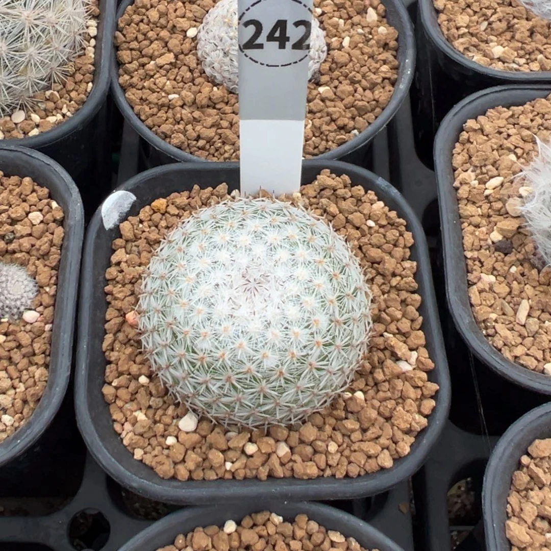 希望丸多肉植物带盆土242