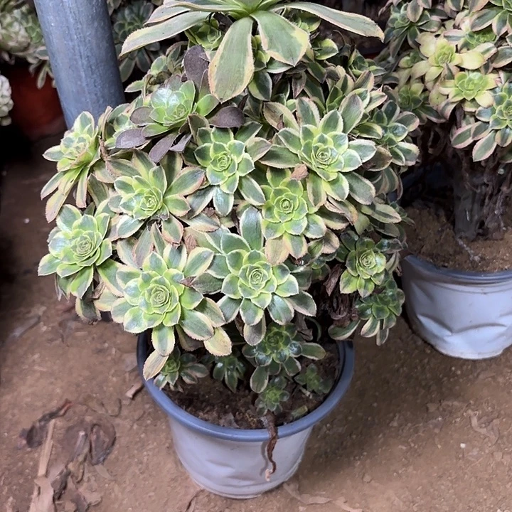 多肉植物宝时石捷19
