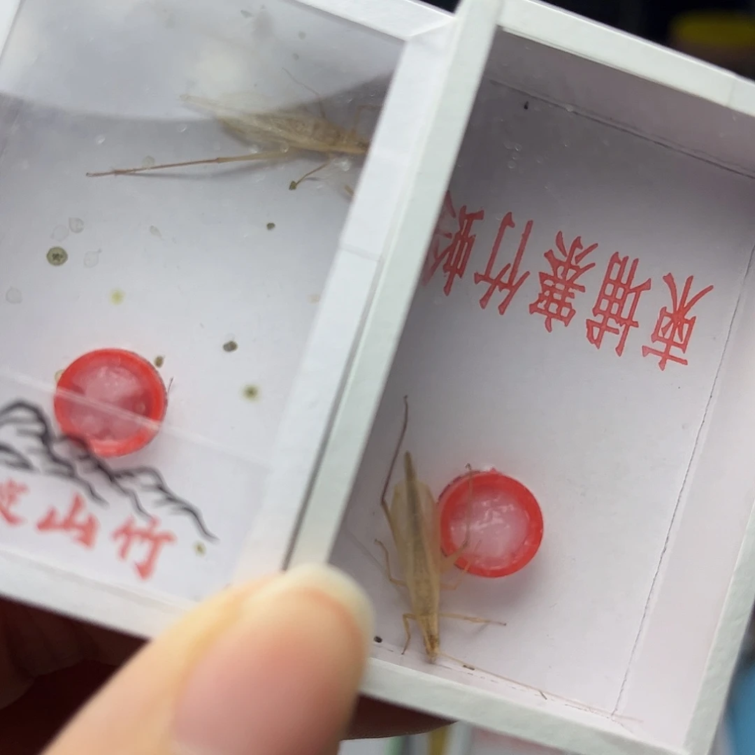 蚂蚁工坊柬埔寨。山竹。