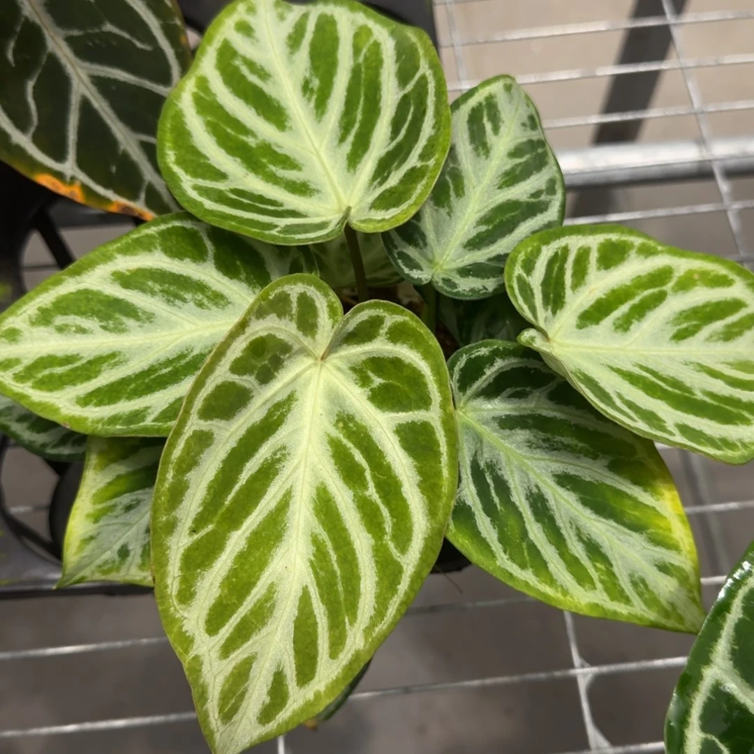 不开花植物白月光