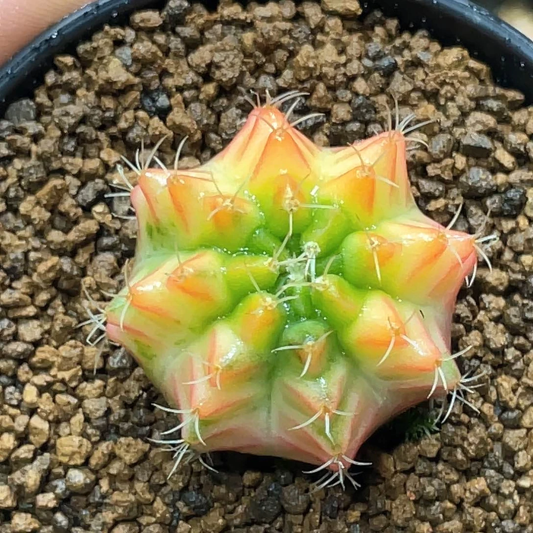 实生根系，白臀线米哈锦