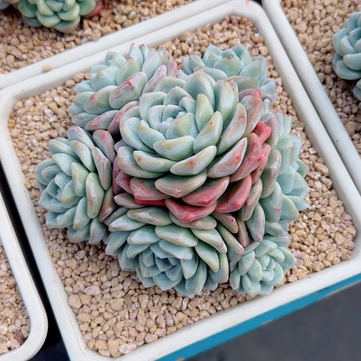 精品多肉植物老桩