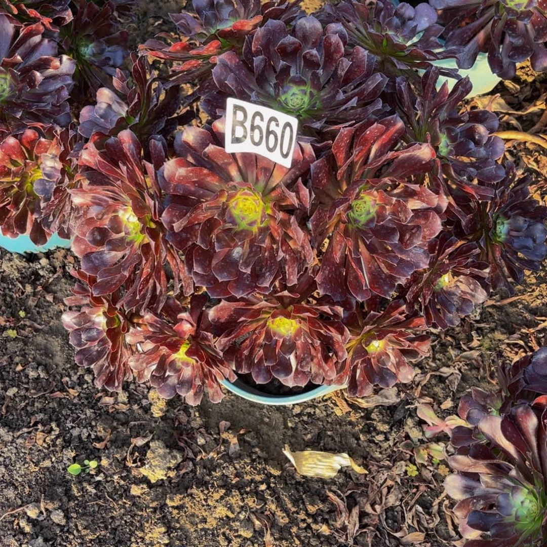 墨铜法师26////30包邮