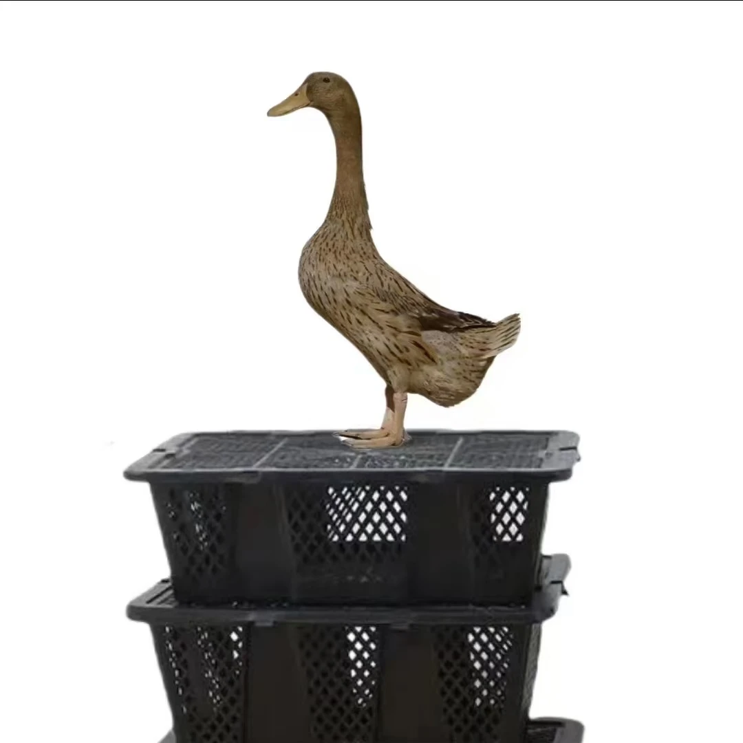 【小张】3只母宠物金锭凤头鸭（送一只公鸭）到手4只鸭