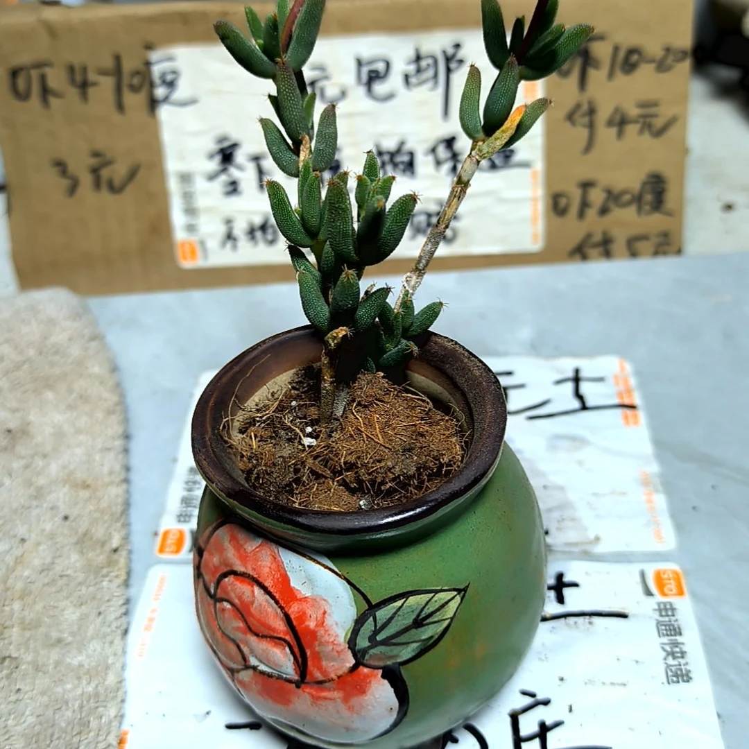 满6元包邮，玉米枝干老庄大些