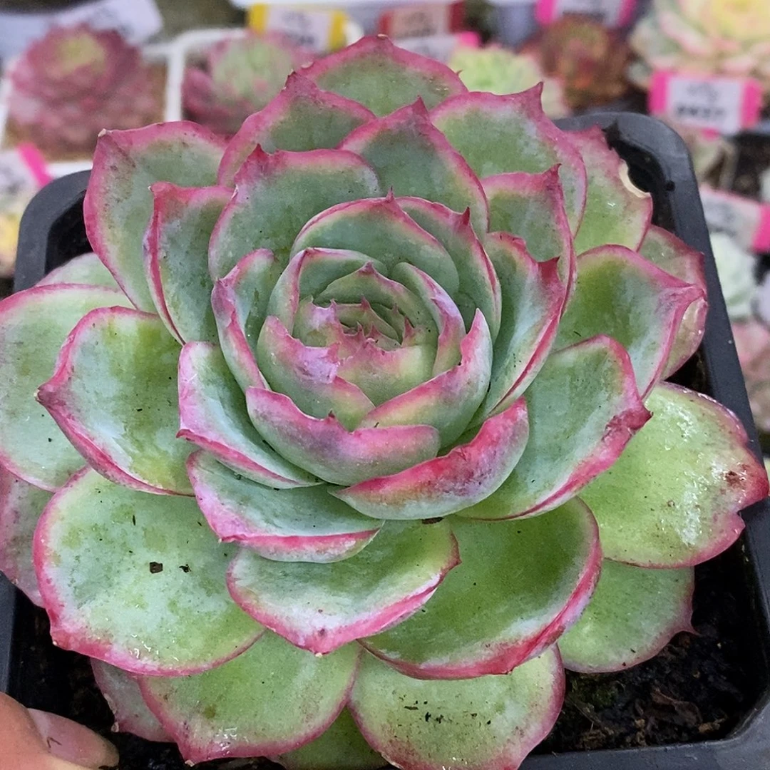 669侧影玫瑰哈哈哈哈哈哈