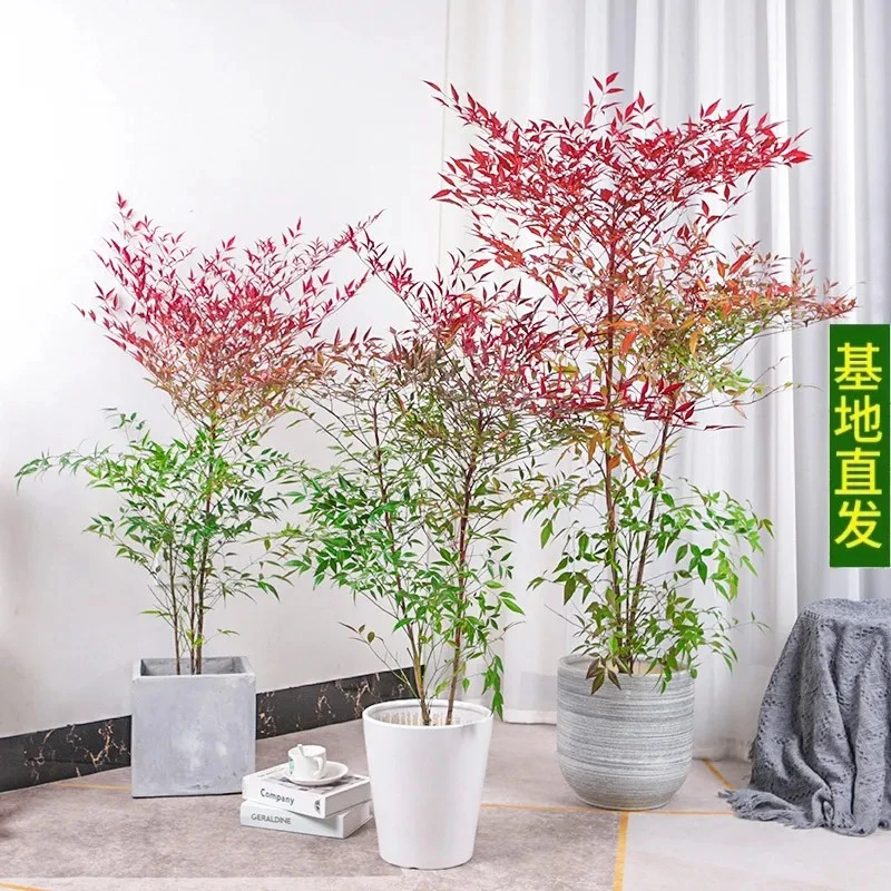 南天竹盆栽客厅绿植室内老桩办公室绿植大型植物落地式真花好养