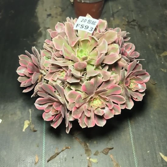 满20包邮法师，女妖