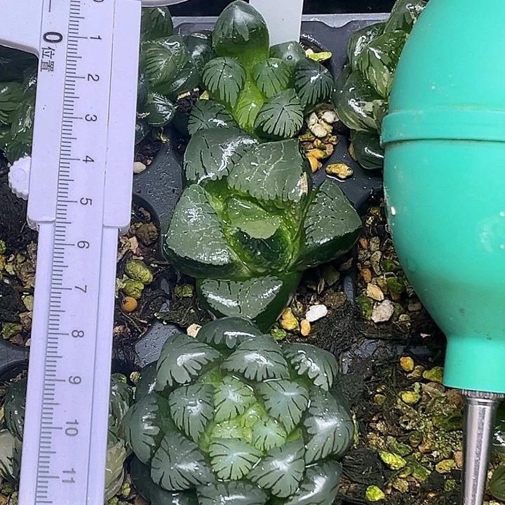 400龙爪玉露+巨大龙禧+潘氏冰灯