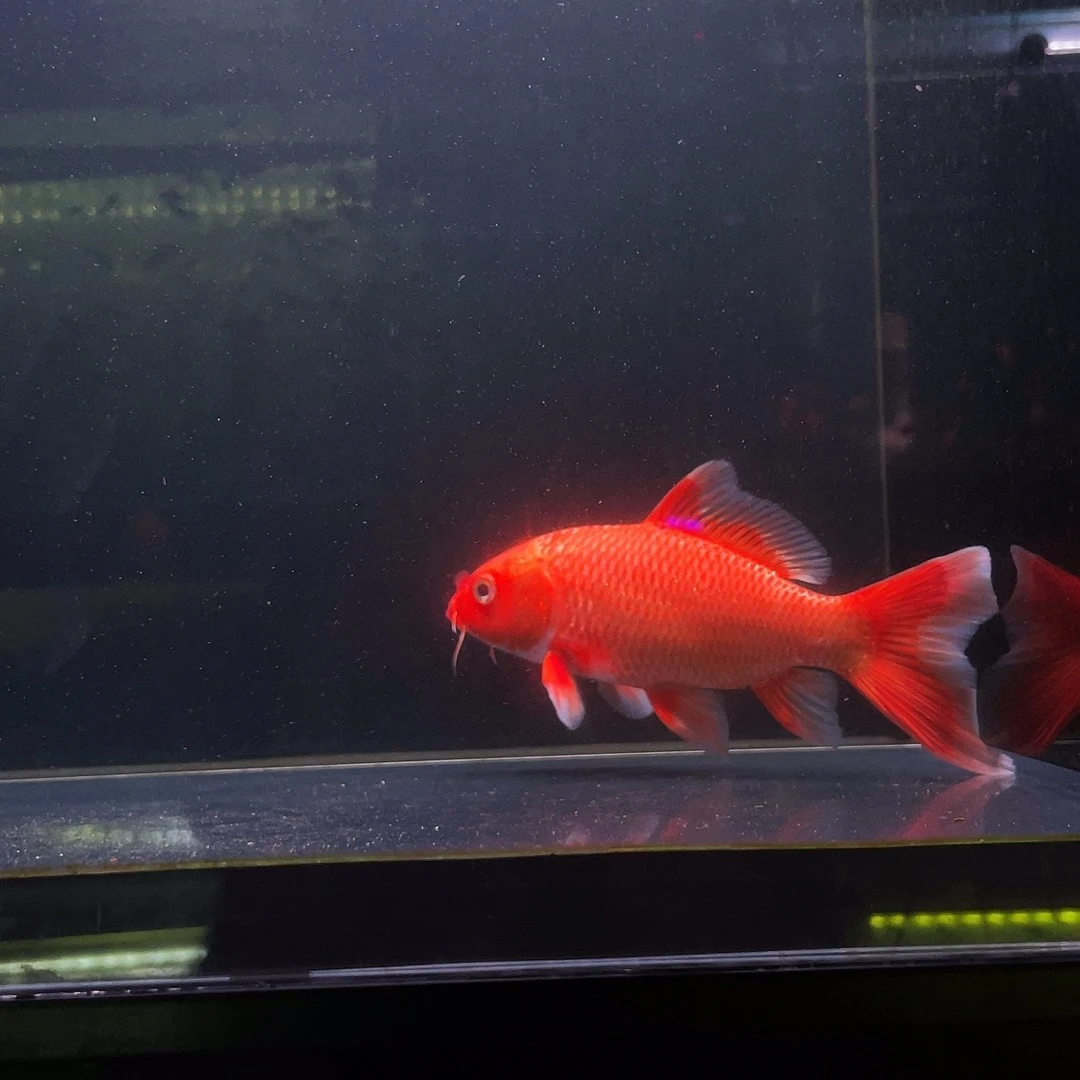 蝴蝶鲤®****啰小缸7号瑕疵