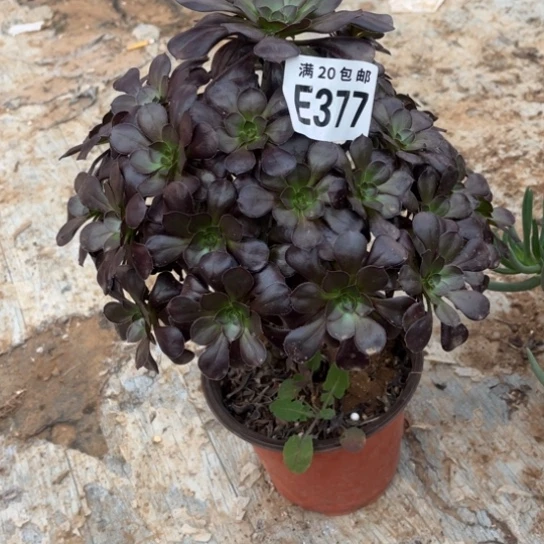 377黑元叶不包断枝