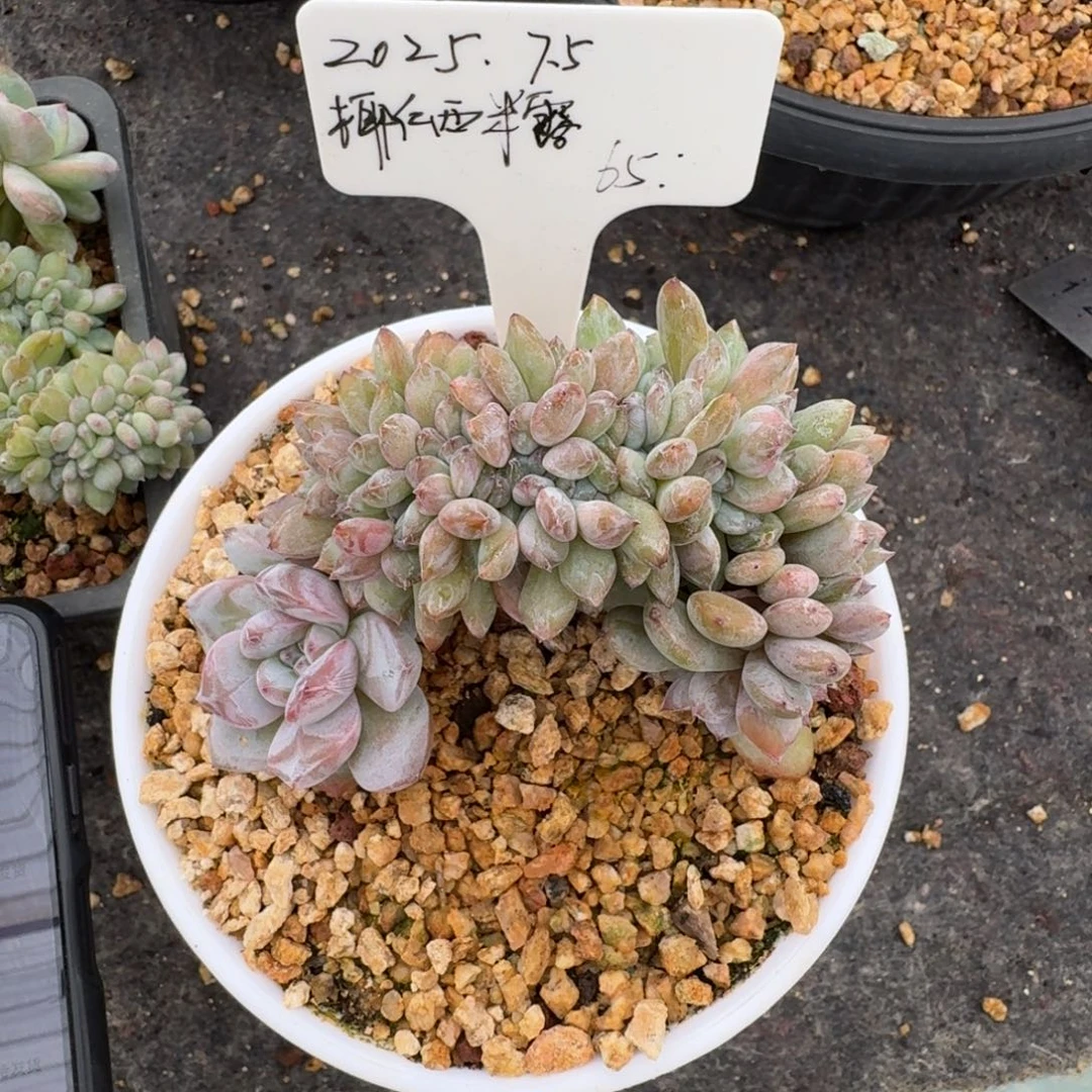 ****露日本小叶星影缀8-9cm左右