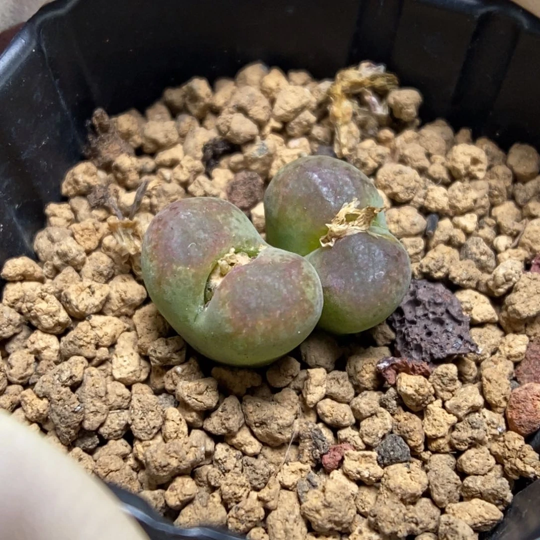 多肉植物肉锥杂交K-770