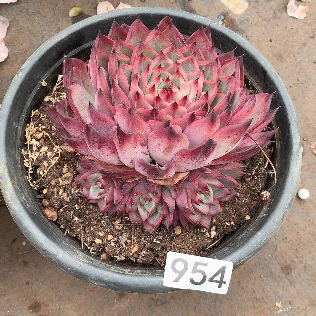 954篝火 一物一拍多肉