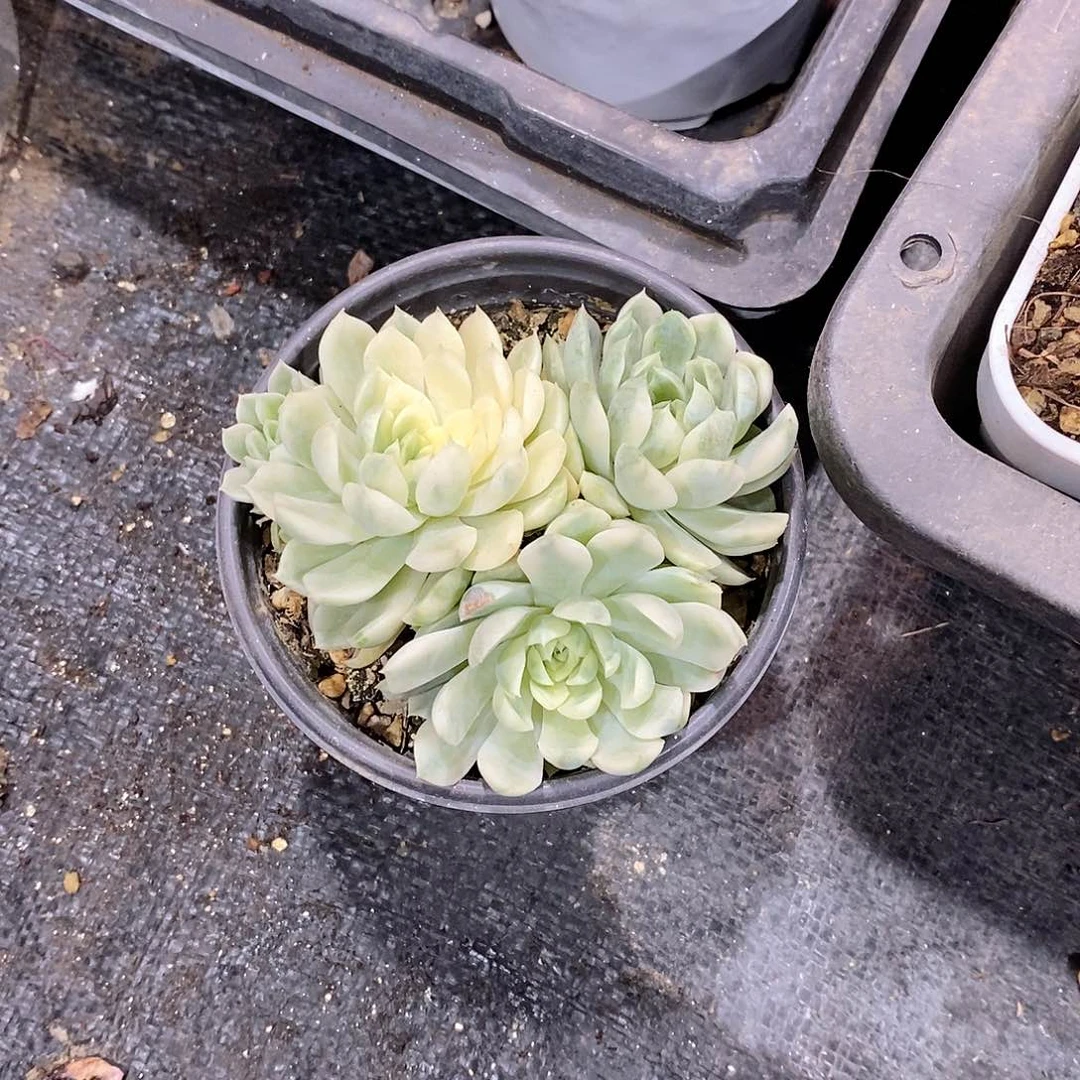 香草月影锦多肉植物老桩
