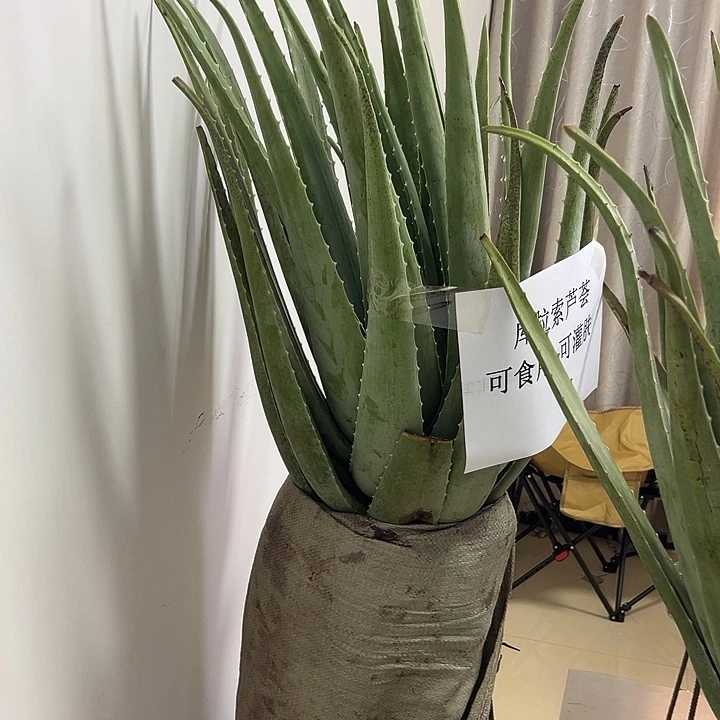 无花朵2颗13斤重芦荟