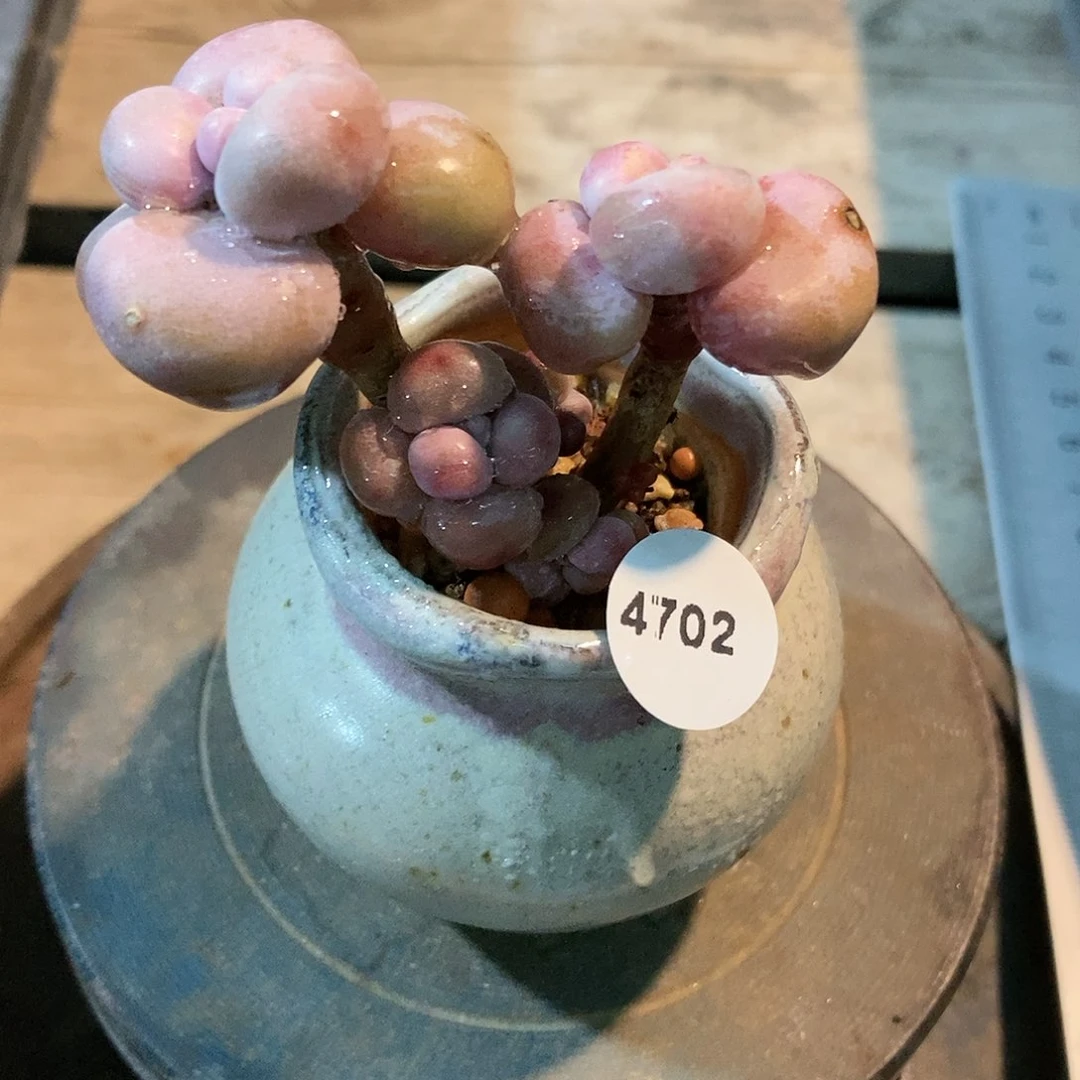 4702糖果腰子蛋带盆土