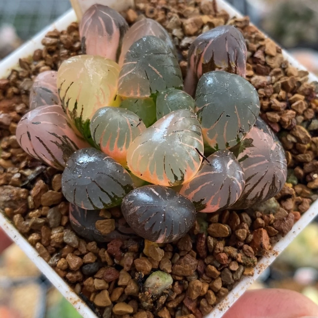 474孔明灯玉露锦一物一图