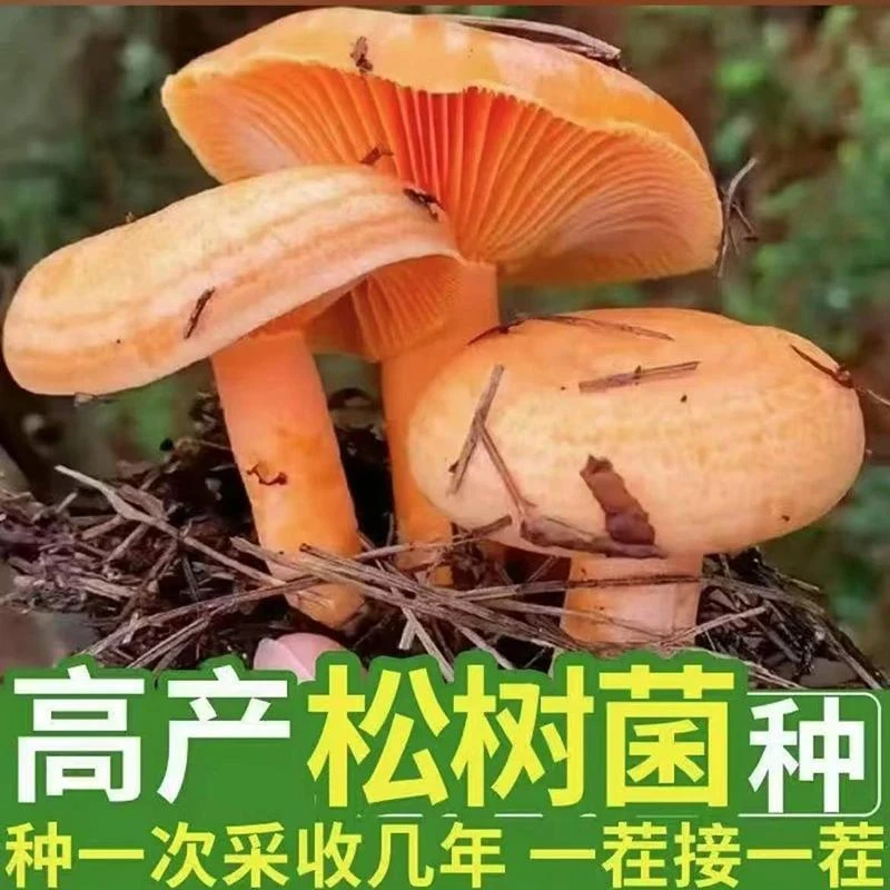 大热销！2025【新品松树菌种子】松树菌种可室内室外种植