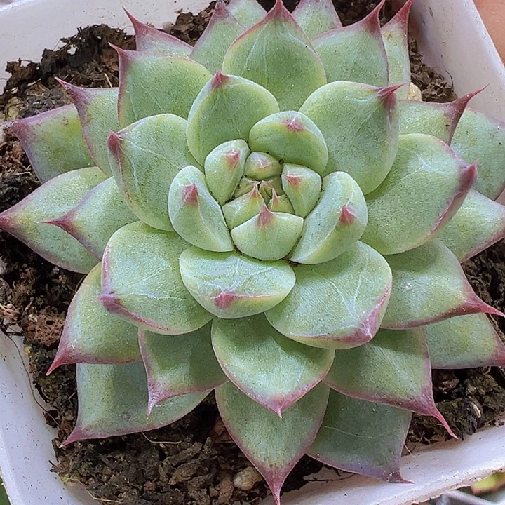 梦瑶19包邮多肉植物