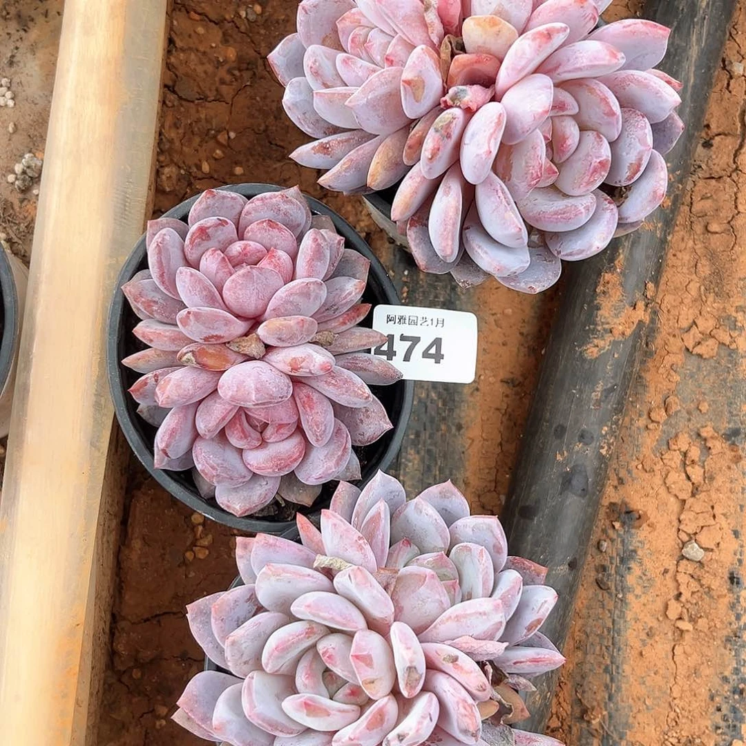 阿雅园艺。         脱土发货474