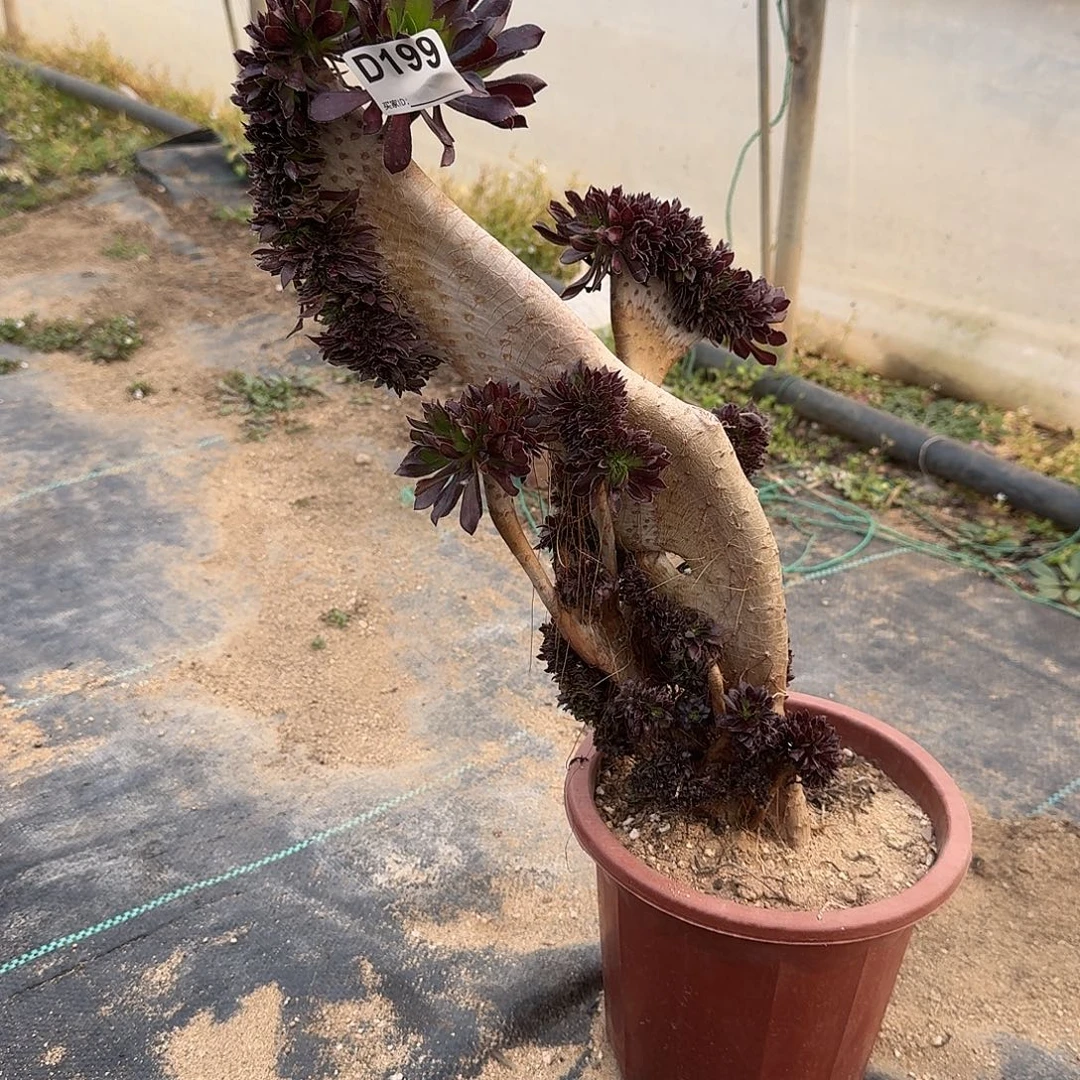 199黑法师一颗微瑕呀