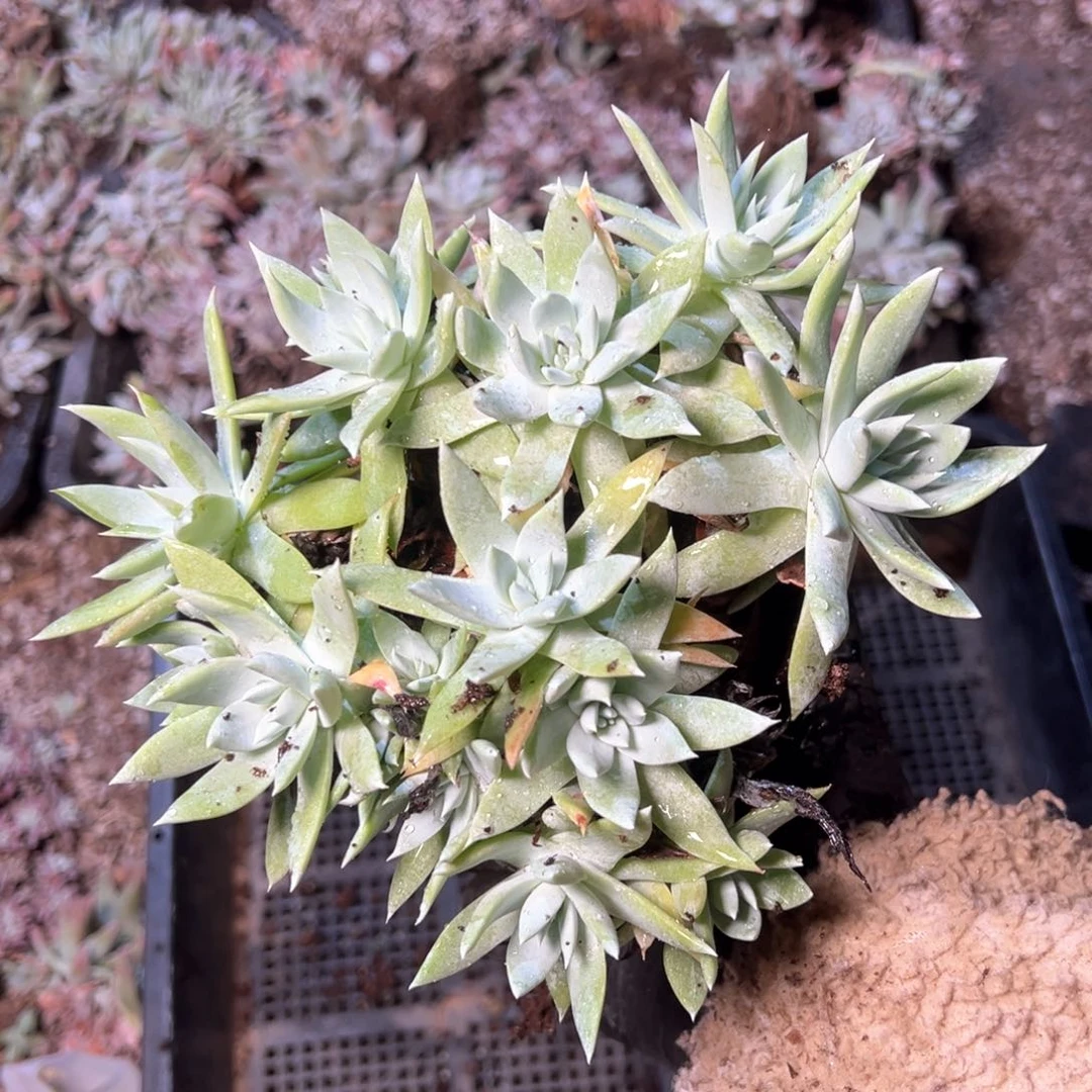 6805哈哈哈哈哈哈哈