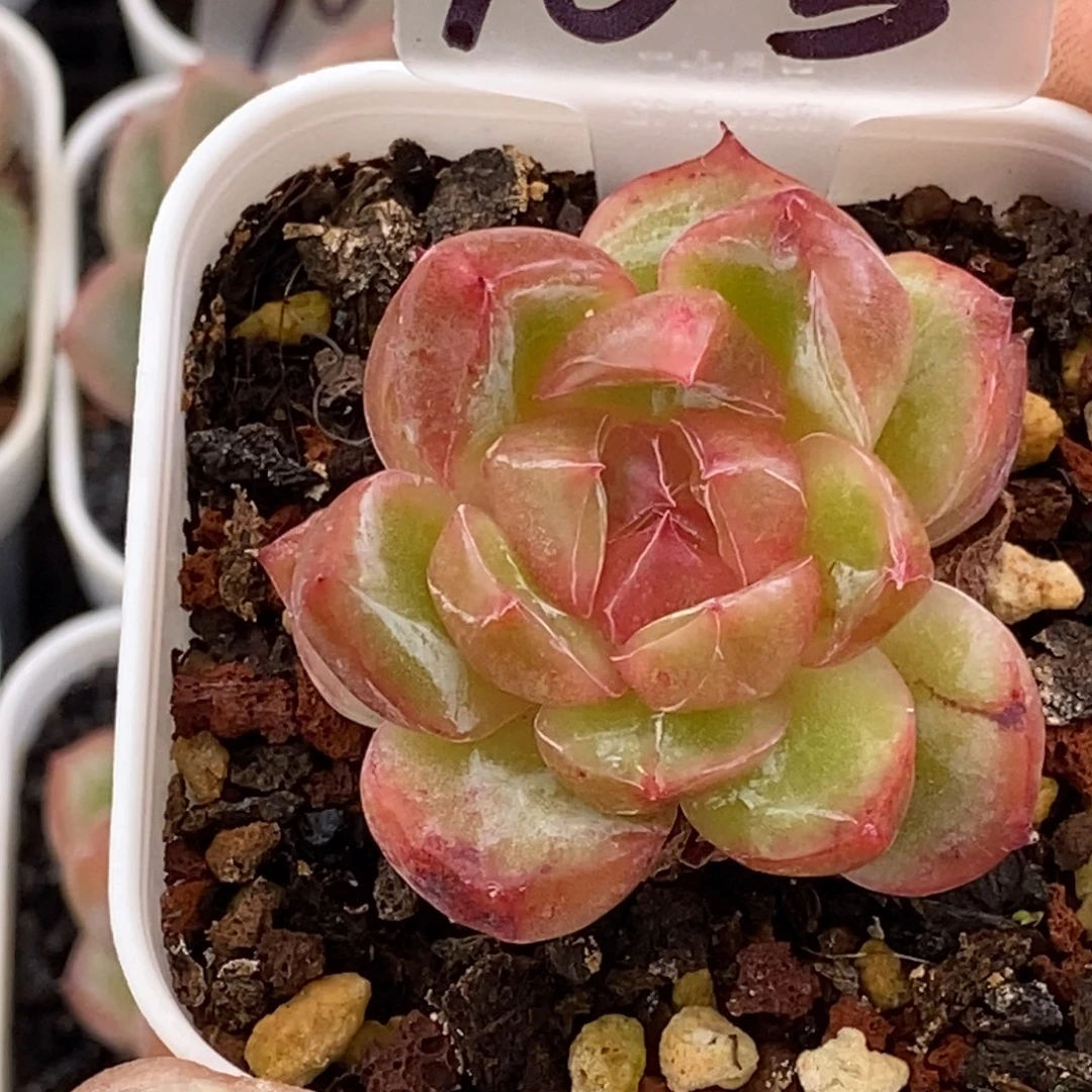 老钻石可以拍哦……