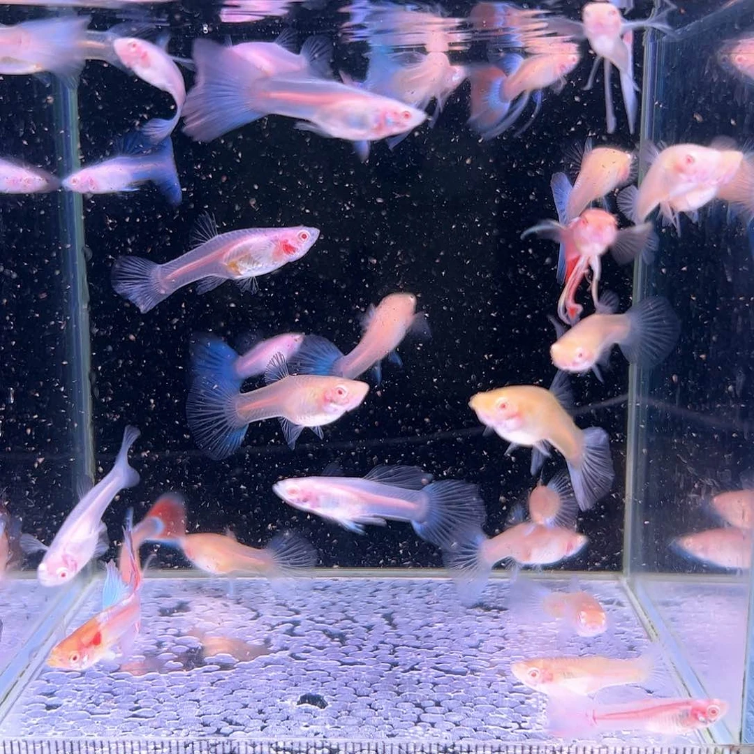 孔雀鱼蓝白所见即所得30条