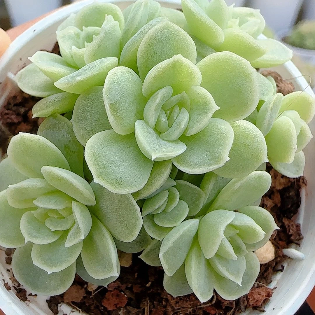 【闪购商品】1012-22优选麦杆