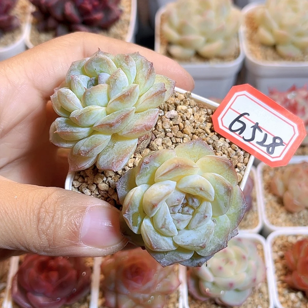 G528 冰魄雪颜多肉