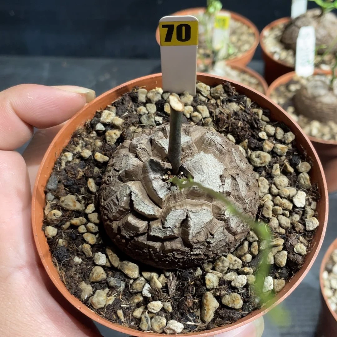龟甲龙70号不退换