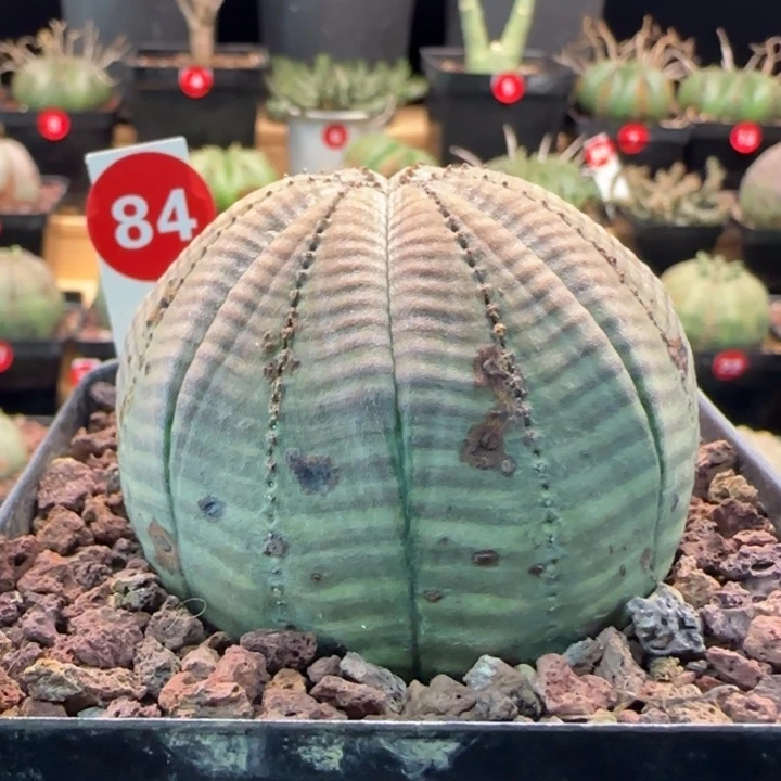 84号（欧系布纹八年老球）实生带盆（尺寸直径）-（ 6.5 ）厘米