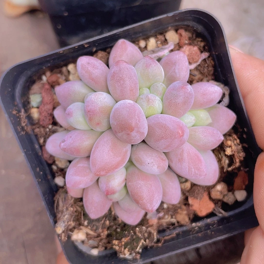 妙***佳多肉植物多肉植物