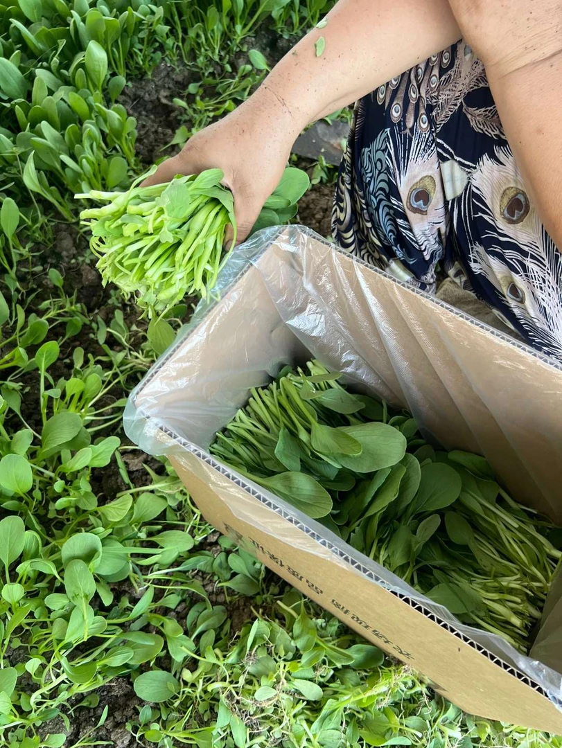 农家鸡毛菜 小青菜 顺丰包邮 青菜
