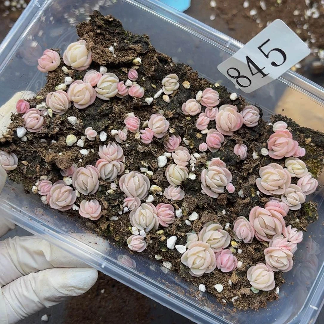 ❤️****多肉植物多肉植物845