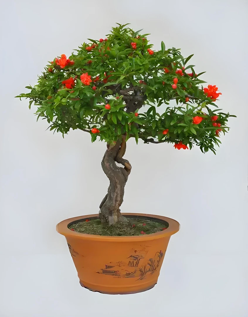 大红袍，突尼斯，蒙阳红盆栽地栽