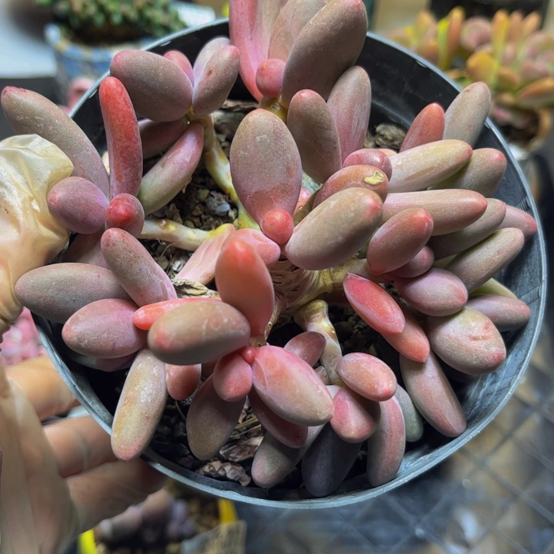 141糖果美人12厘米多肉