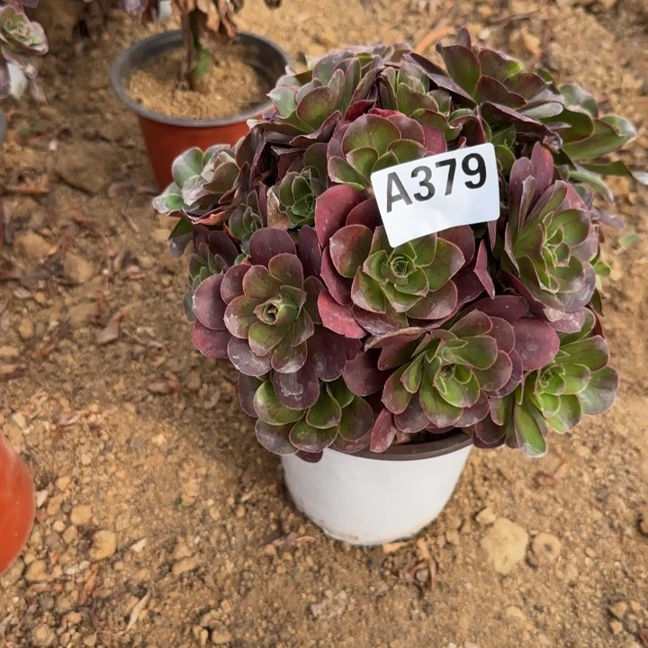 379 清棚处理不包断枝