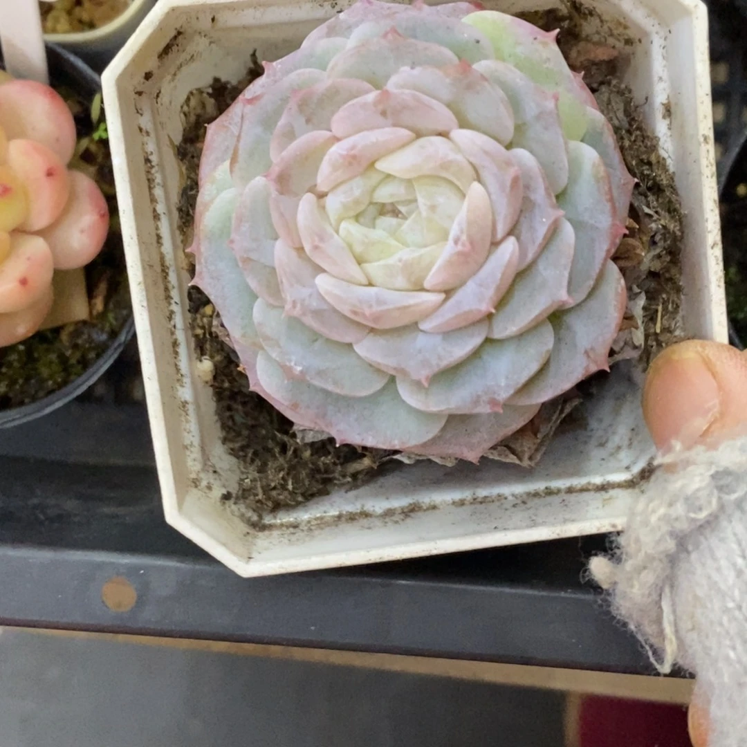 皓***养精品多肉一物一拍不包整2