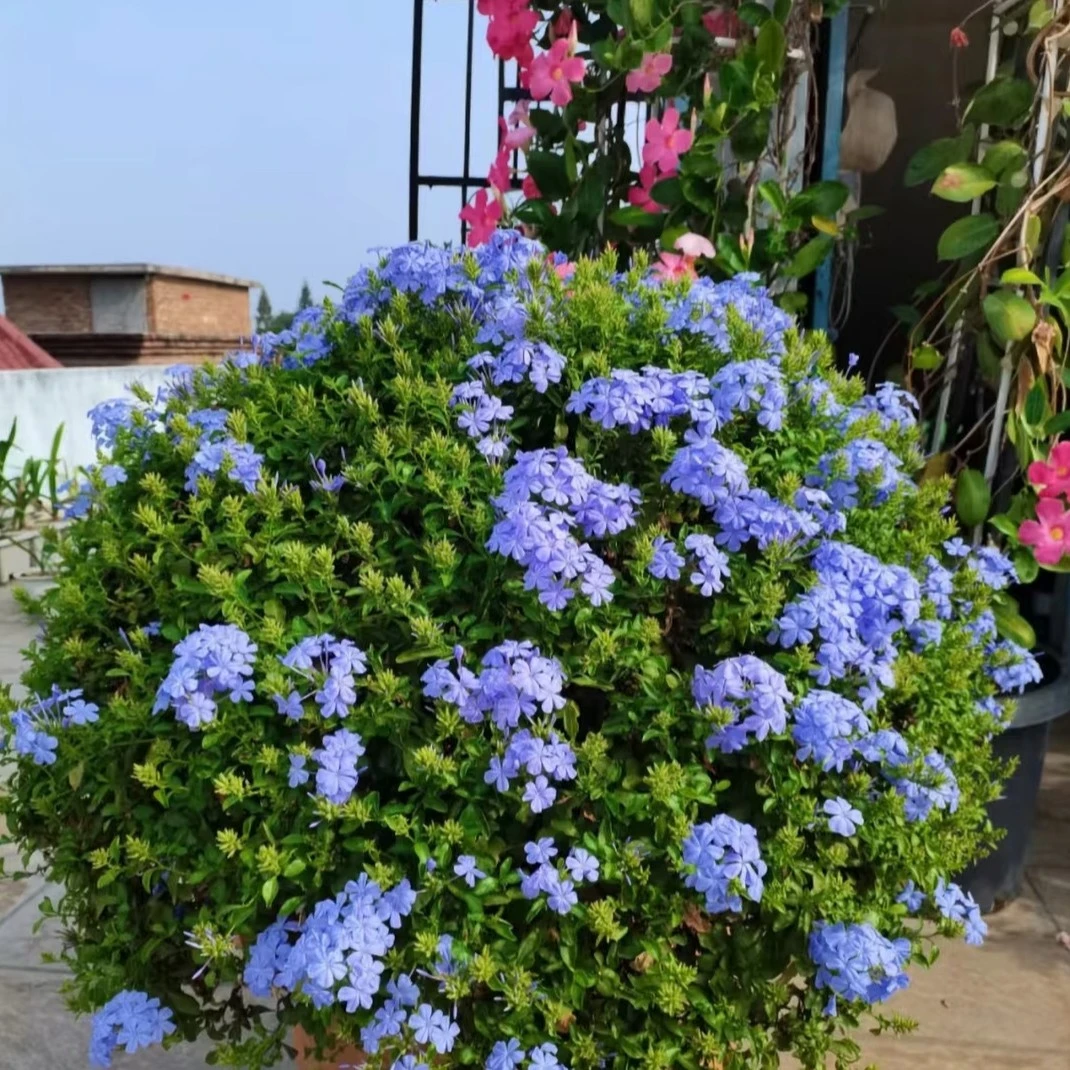 【蓝雪花花球】耐热好养盆栽苗庭院阳台观赏开花植物