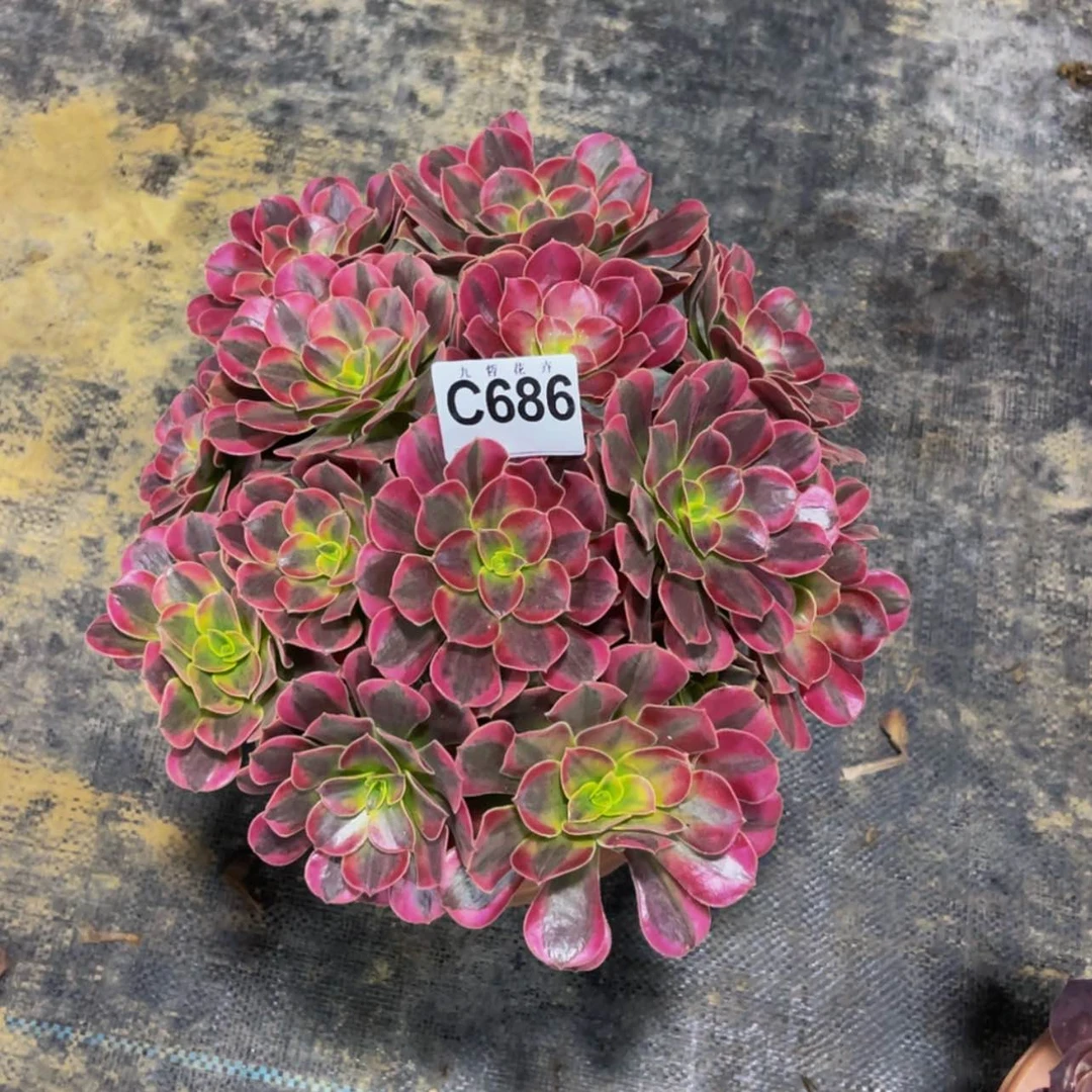 【闪购商品】68600