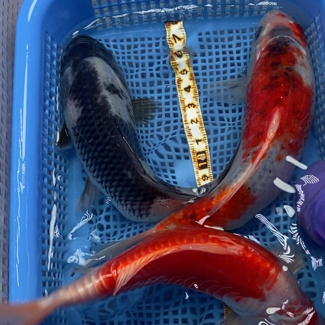 锦鲤冷水锦鲤包邮